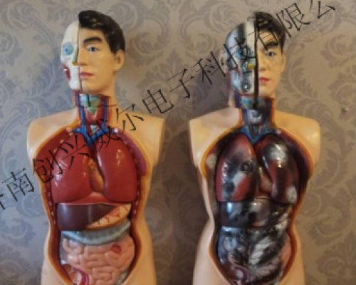吸毒后半身人體器官對比